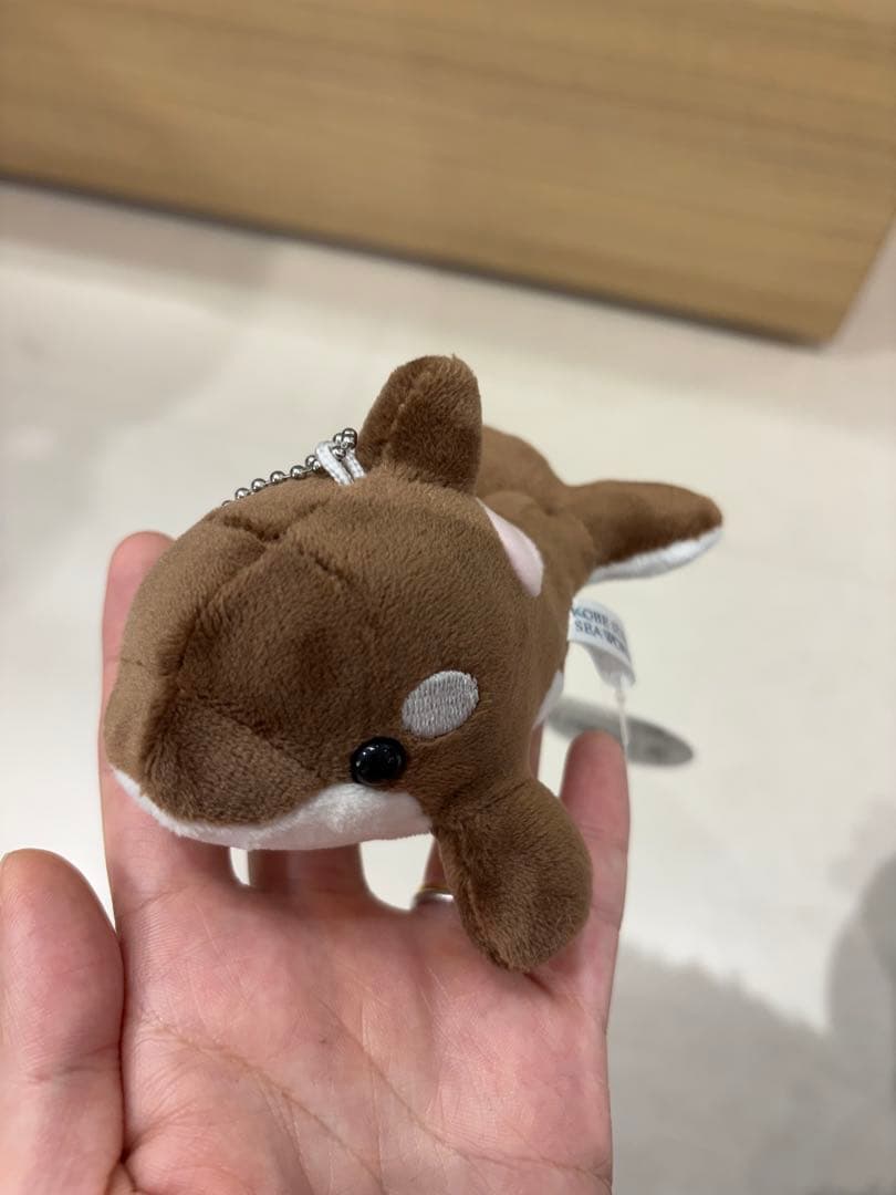 須磨シーワールド シャチ 新色 ショコラデュオカラー キーホルダー