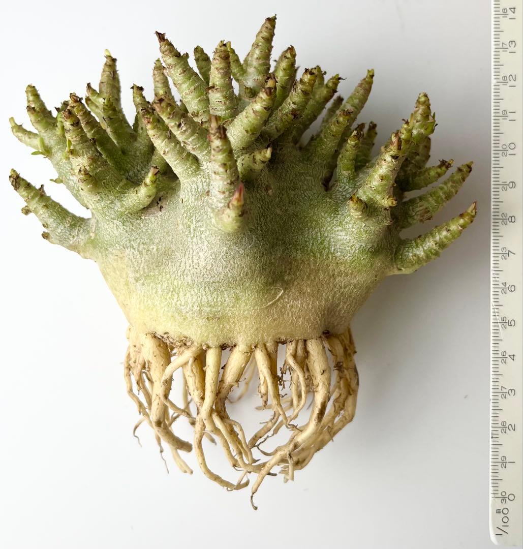 激レア/ドワーフ/極太 】アデニウム アラビカム コーラルブランチ