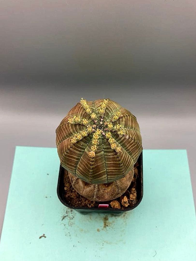 《2.5号P》ユーフォルビア　オールドオベサ　雄株