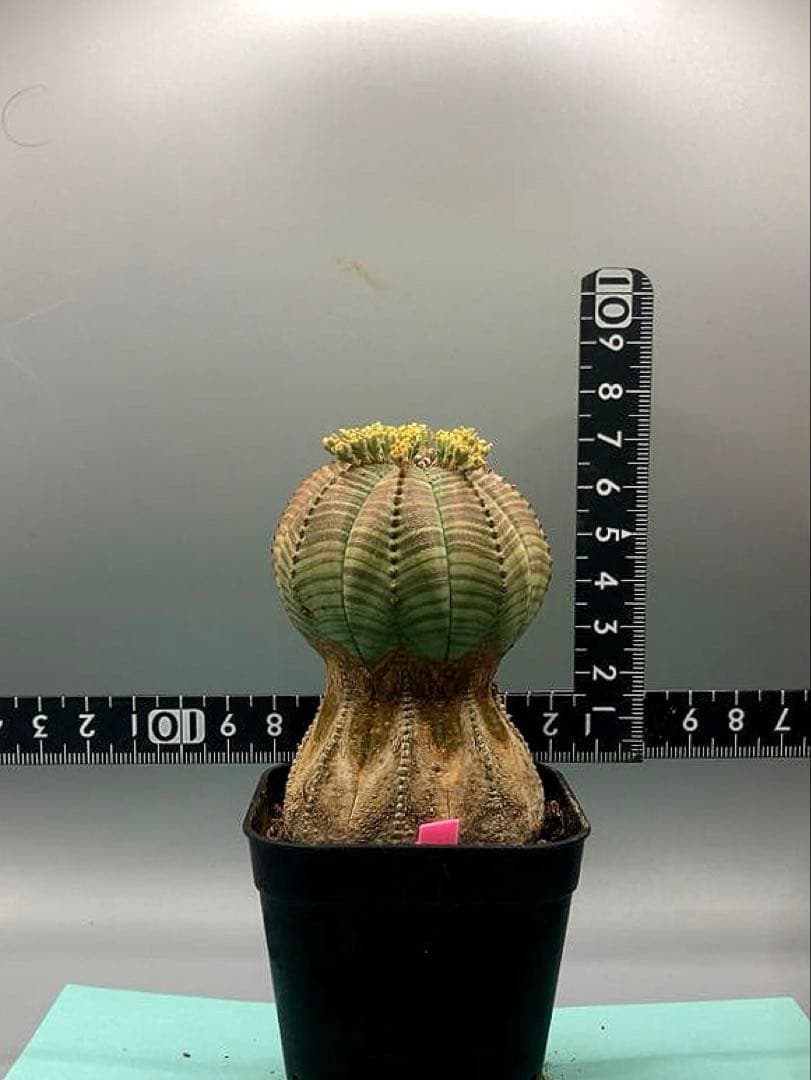 《2.5号P》ユーフォルビア　オールドオベサ　雄株