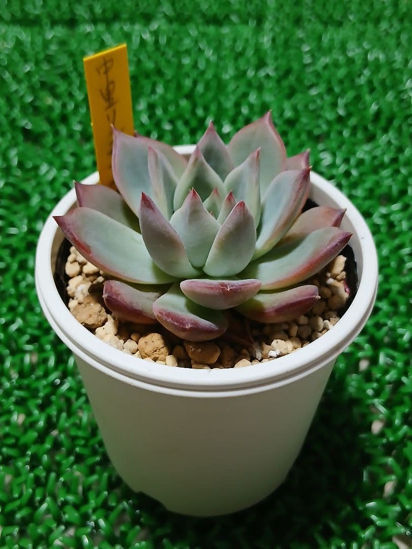 中里リンゼアナ【札付き】鉢ごと発送　メルカリ便 2026年最新】リンゼアナ 中里の人気アイテム - メルカリ