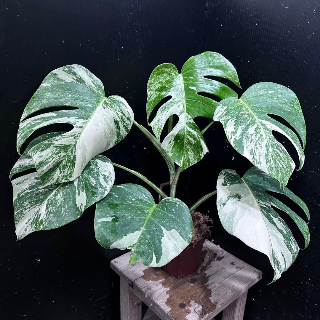 最高級 超希少 極斑入り モンステラ ボルシギアナ ホワイト タイガー 1