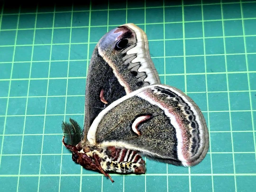 北米の美麗ヤママユ 野外採集品 セクロピアサン ♂ 140mm - メルカリ