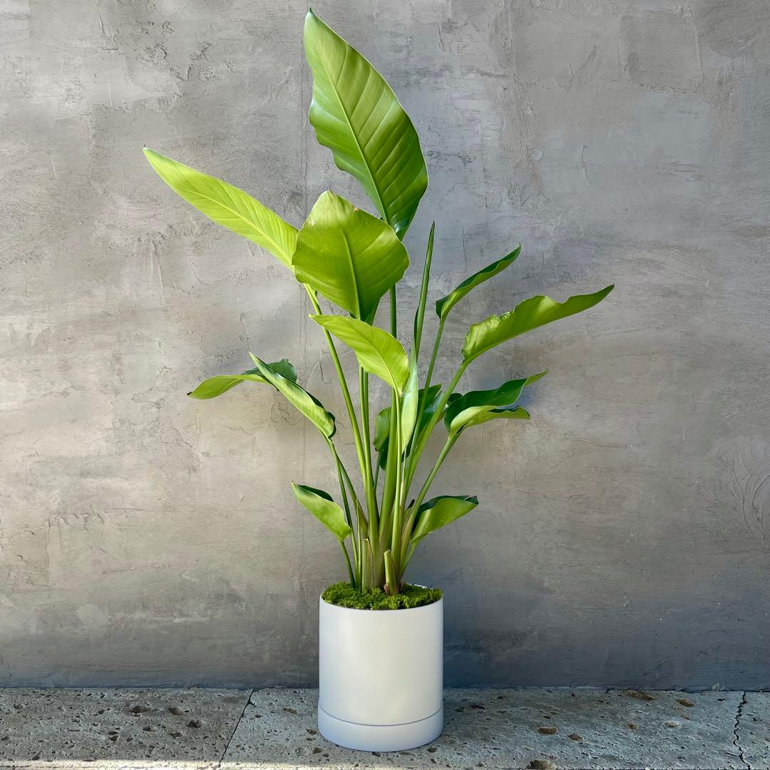 ストレリチア オーガスタ 4株 天然苔仕立て 陶器鉢 植え込み発送