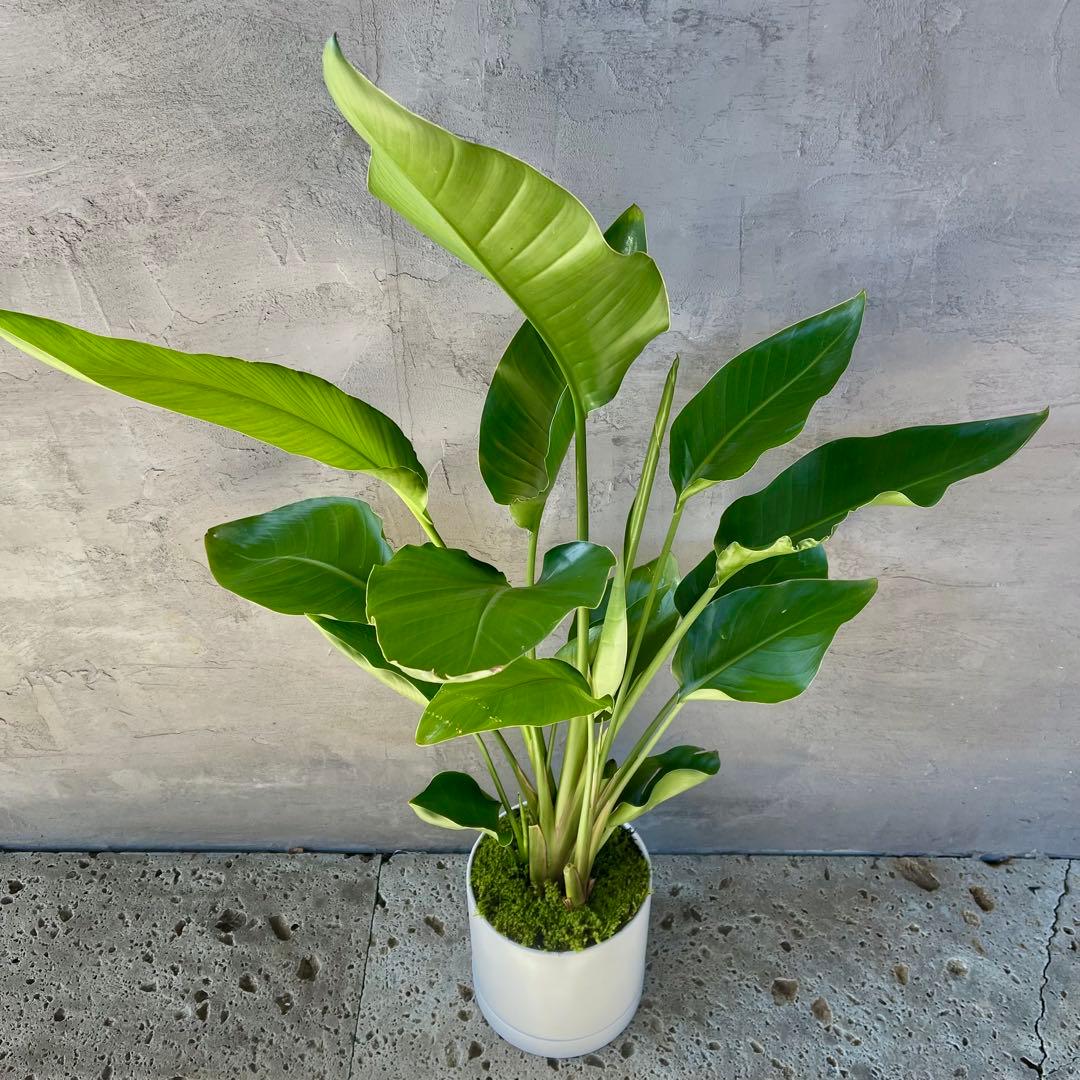 ストレリチア オーガスタ 4株 天然苔仕立て 陶器鉢 植え込み発送