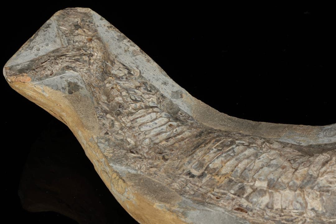 白亜紀前期 サンタナ層産 古代魚化石 魚類化石 クラドキクルス 骨格