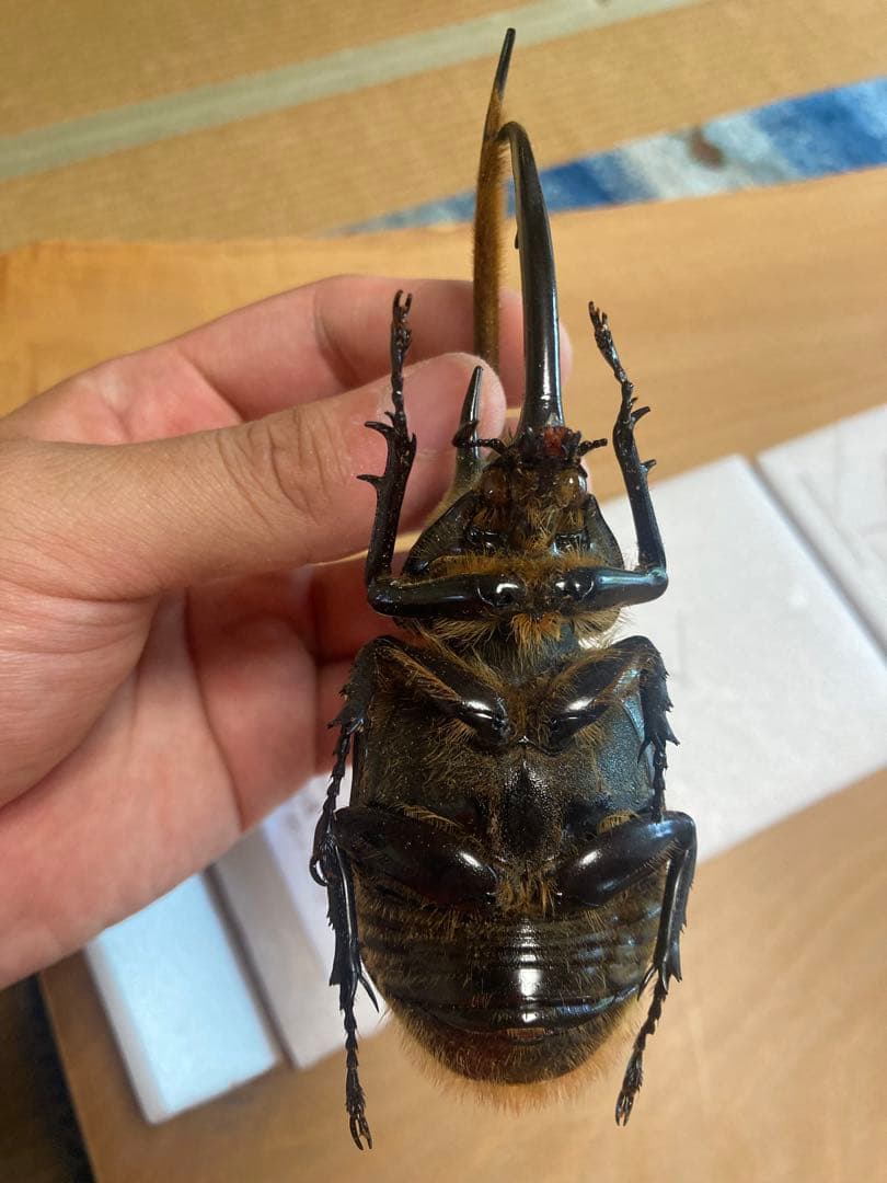 ネプチューンオオカブト♂野外品標本 - メルカリ