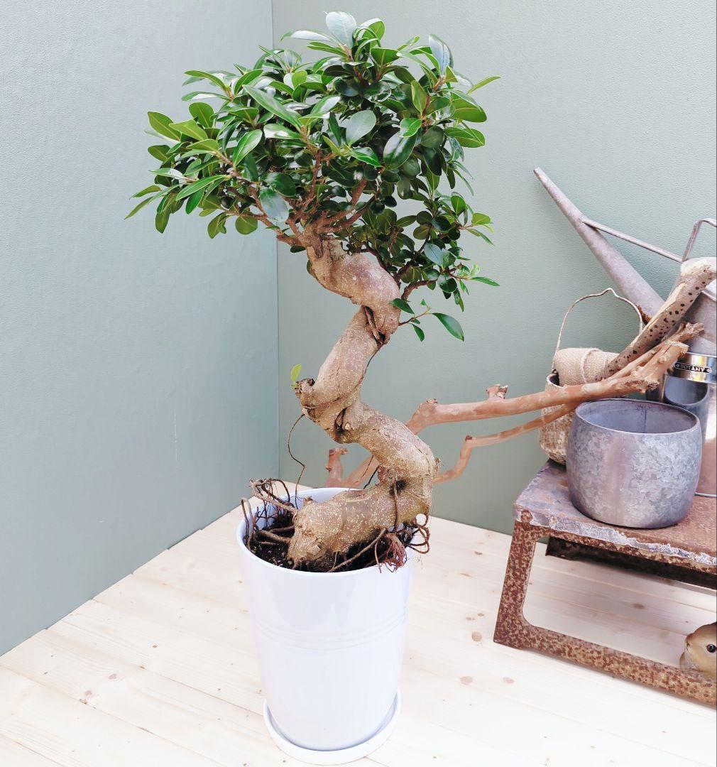 縁起物 太幹 (現品)曲がり 昇り龍ガジュマル ８ 陶器 現品》太い幹 ガジュマル曲がり 昇り龍 - メルカリ