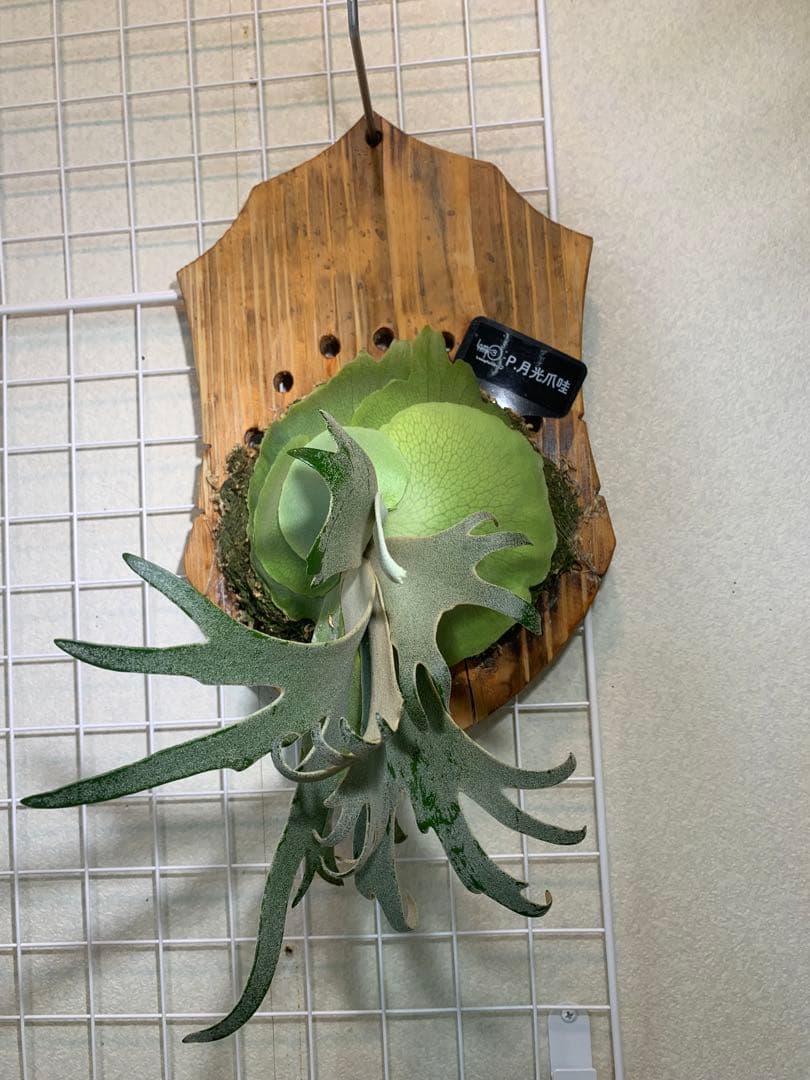 め*る様 ビカクシダ 月光爪哇 P.月光爪哇 OC 安心サイズ！オークション♪