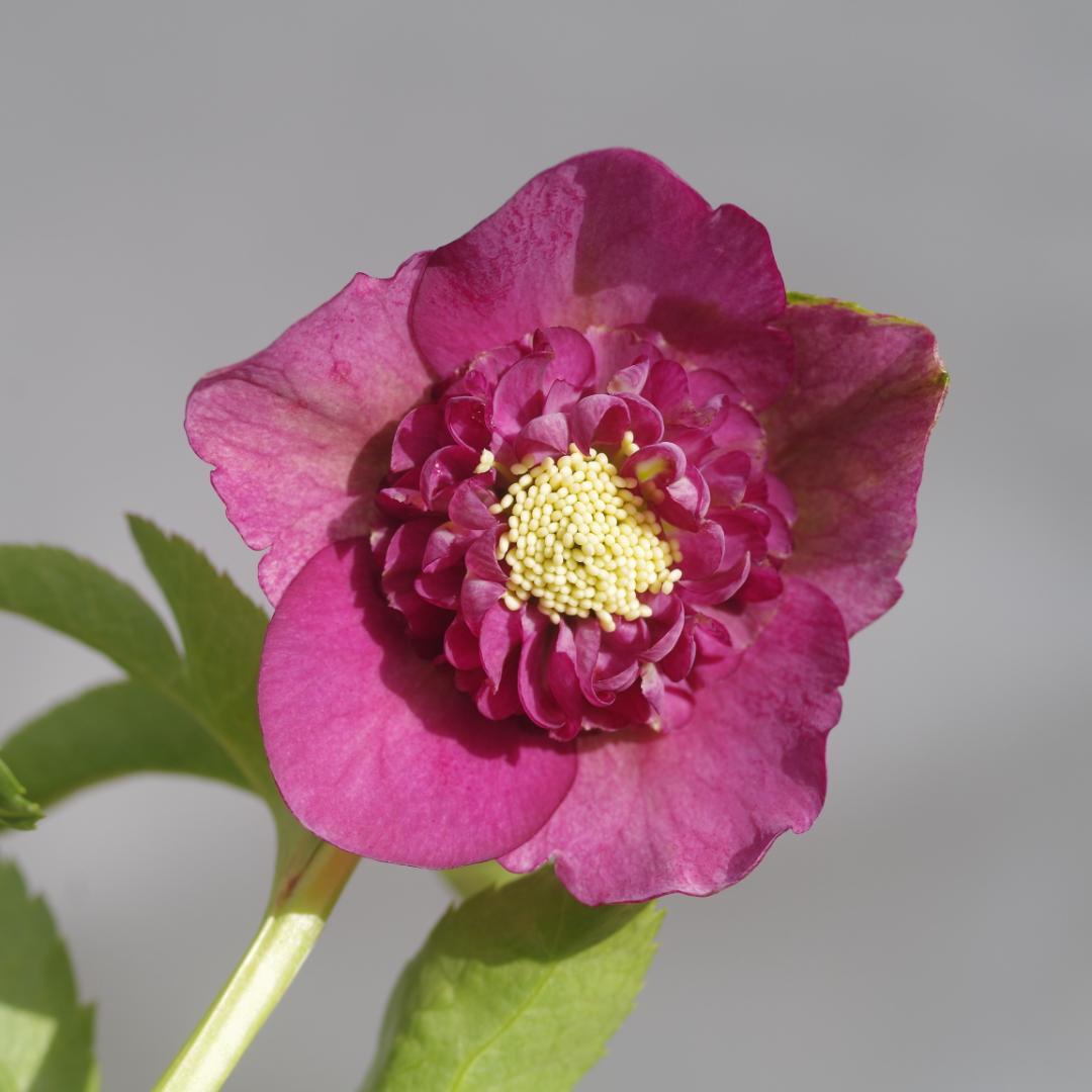 7415 sdレッドリバーシブル クリスマスローズ開花 加藤農園