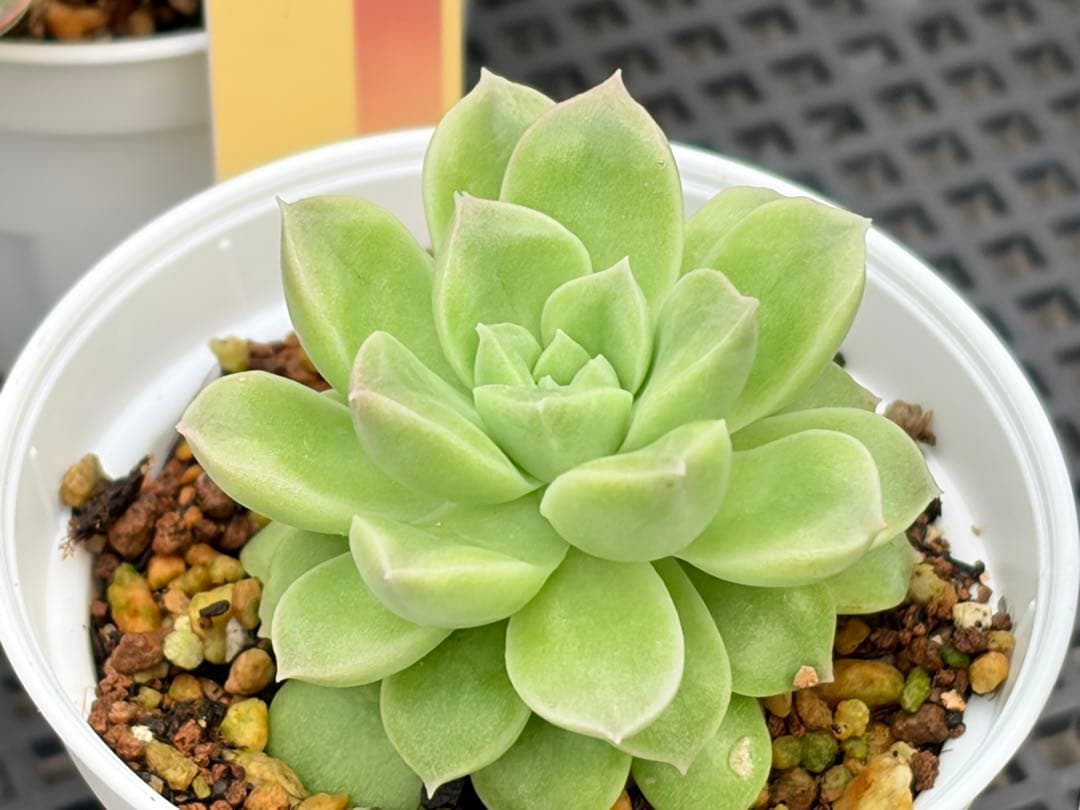 おらいさん苗12個セット そわそわオマケで13苗ミックスベリア