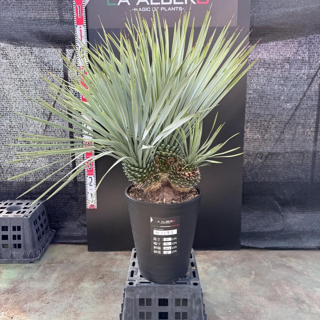 AL1193】ユッカ ロストラータ トリプルヘッド ロストラータトリプル