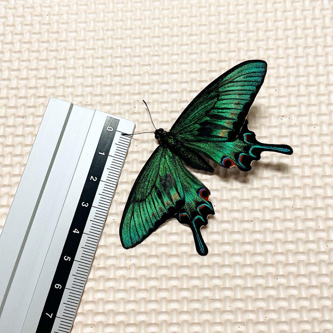 蝶標本 極美麗ミヤマカラスアゲハ♂春型飼育品 三角紙標本 羽化したて