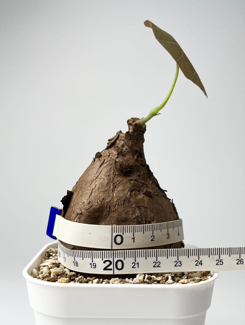 Nasu様 専用 ステファニア カウィーサキー 鉢植え A-16 - メルカリ