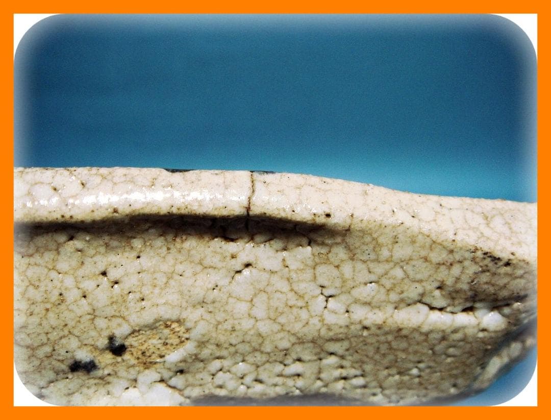 798『志野 草鳥 額皿』 /骨董品 古美術 古道具 アンティーク