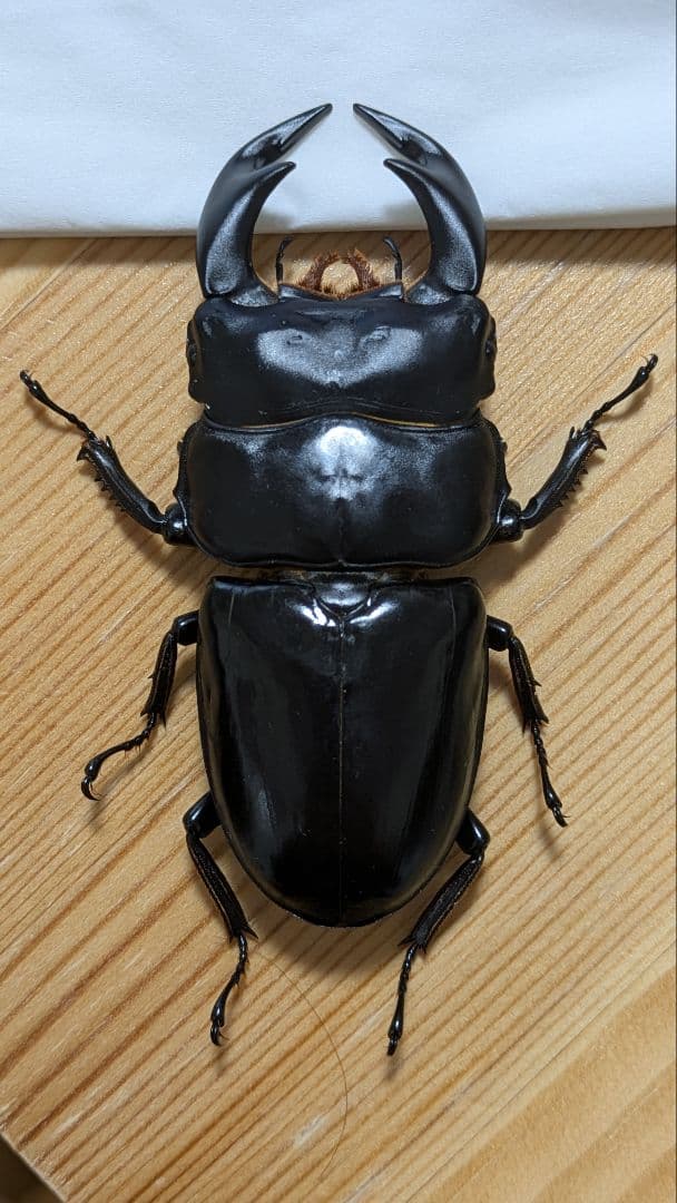 アンタエウスオオクワガタ　85mmペア インドアンタエウスオオクワガタペア | くわかぶプラネット