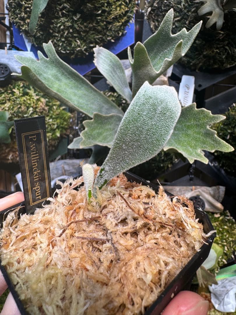 willinckii nook dwarf spur ビカクシダ - メルカリ