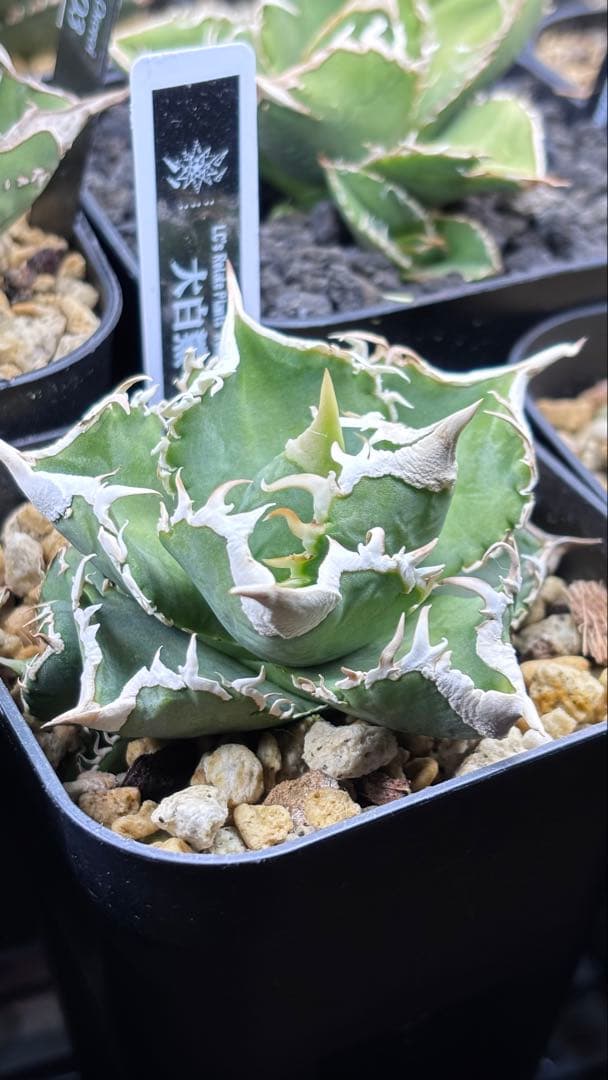 【発根済み】アガベ　大白鯊 ホホジロサメ (検索)IVORY wa,白狂刺 🌿 Agave titanota '大白鯊' （ホホジロザメ） 📌育成記録 画像を👈左