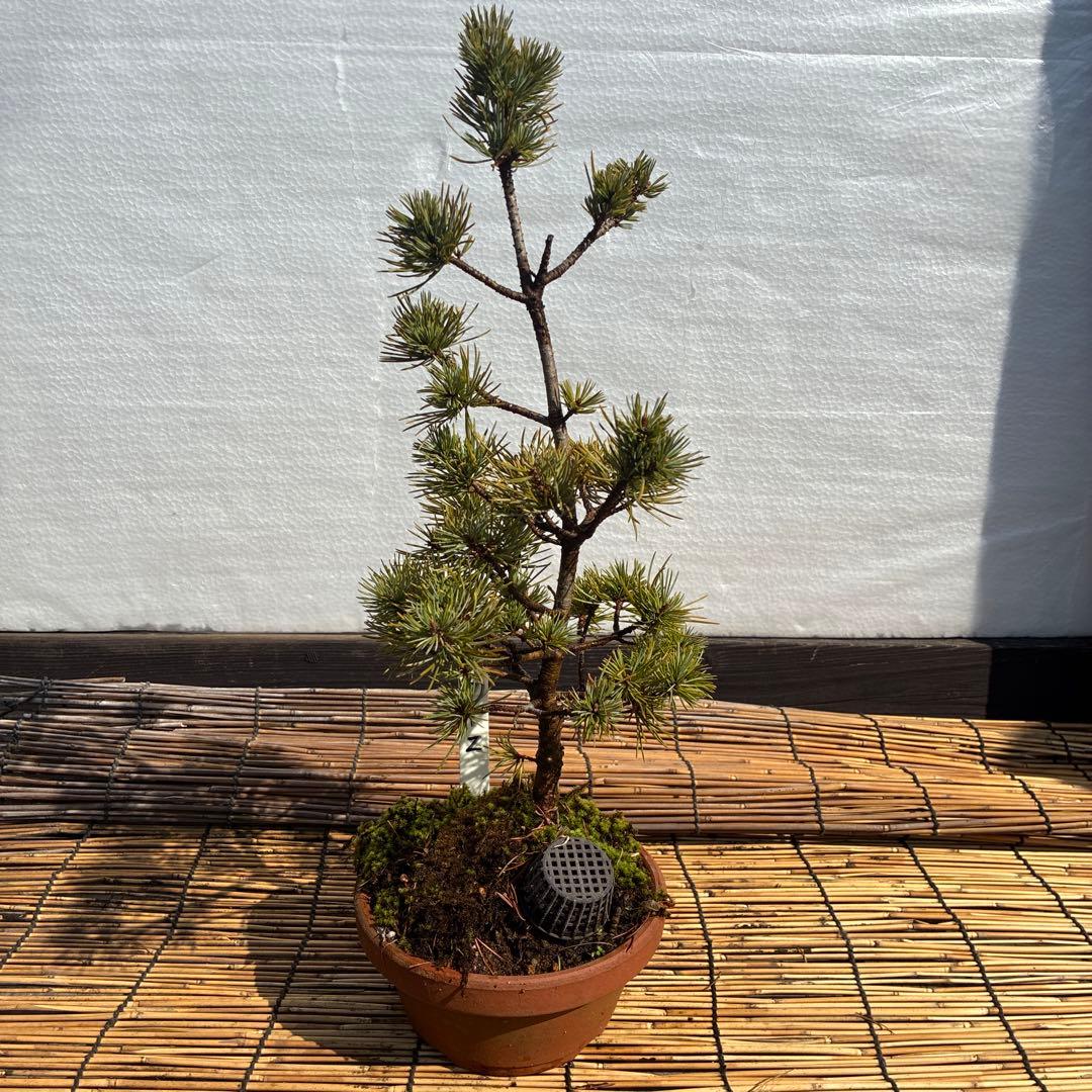 ☆盆栽☆ 赤石五葉松【Z-7】9年物 ☆愛媛県より発送☆ - メルカリ