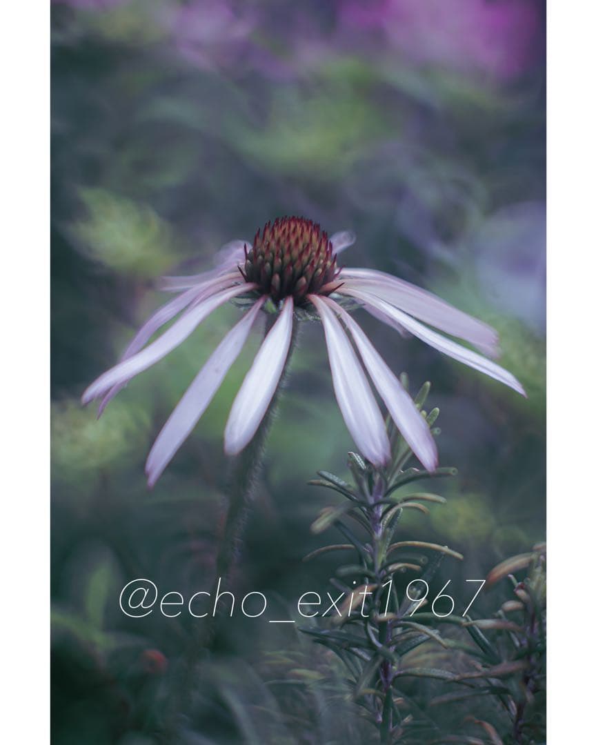 宝石レンズ_Super_Takumar_後期型 55mm_f1.8_l - メルカリ