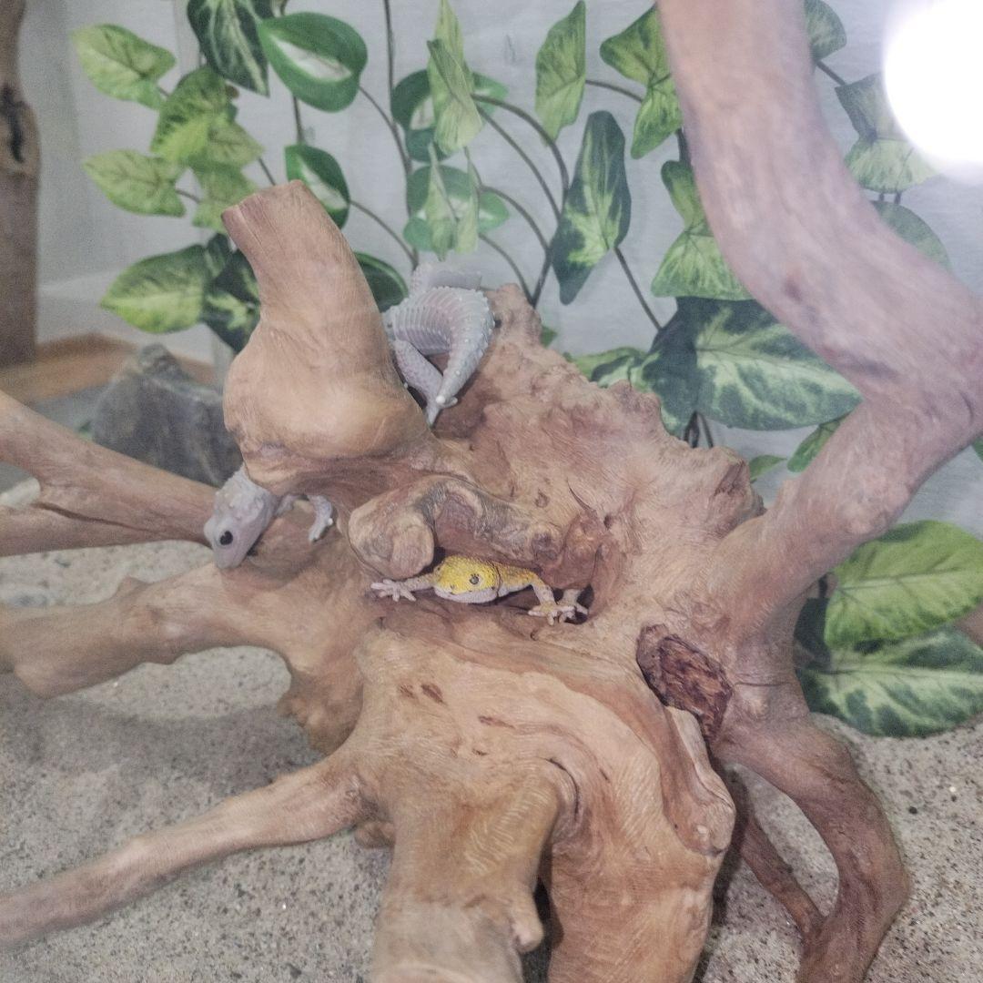 No.1157】シェルター流木 爬虫類レイアウト✫インテリア✫エアー