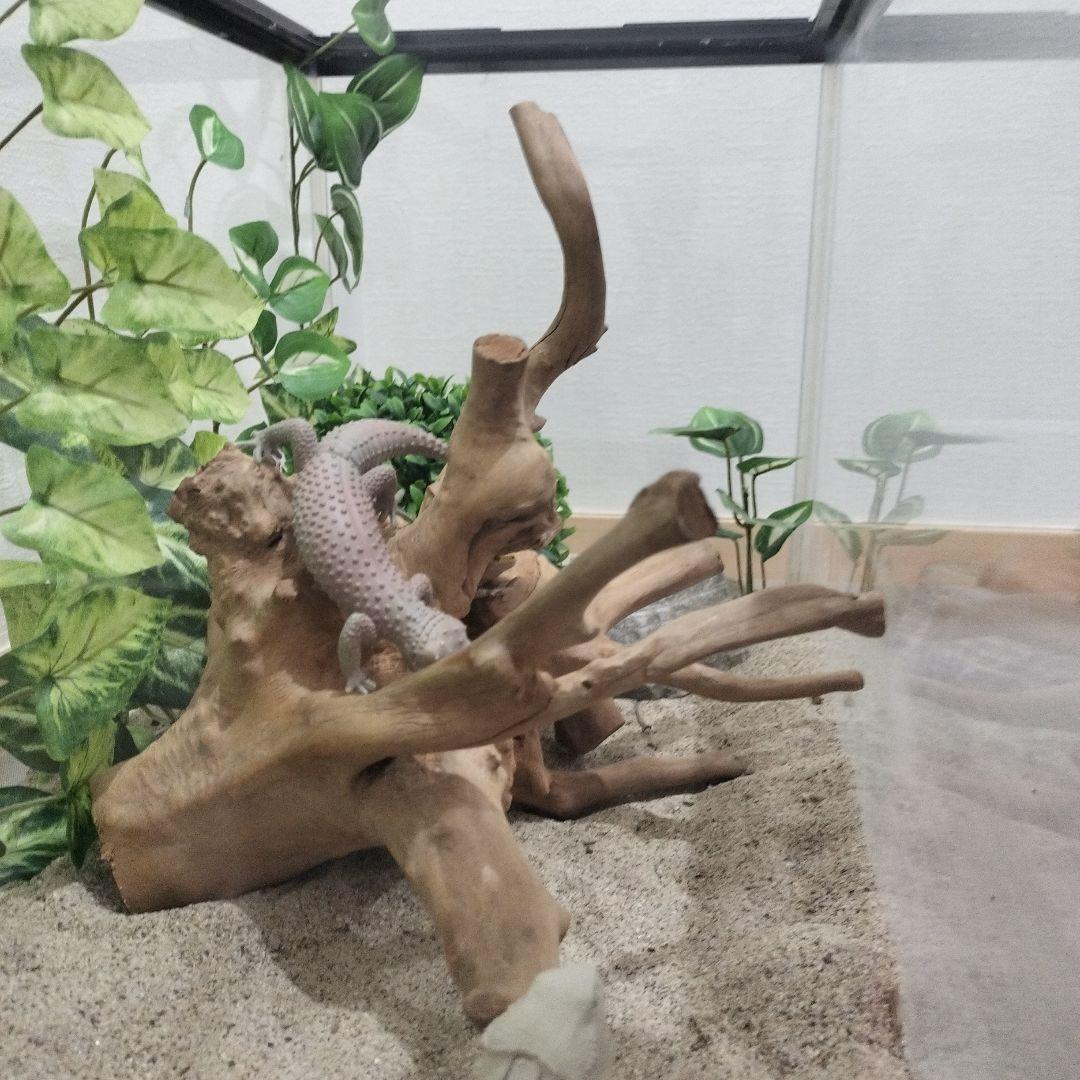 No.1157】シェルター流木 爬虫類レイアウト✫インテリア✫エアー