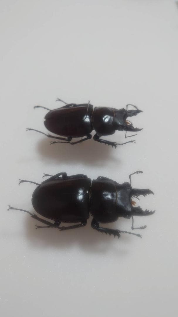 ヤエヤママルバネクワガタ(西表島産)♂2頭 標本 - メルカリ