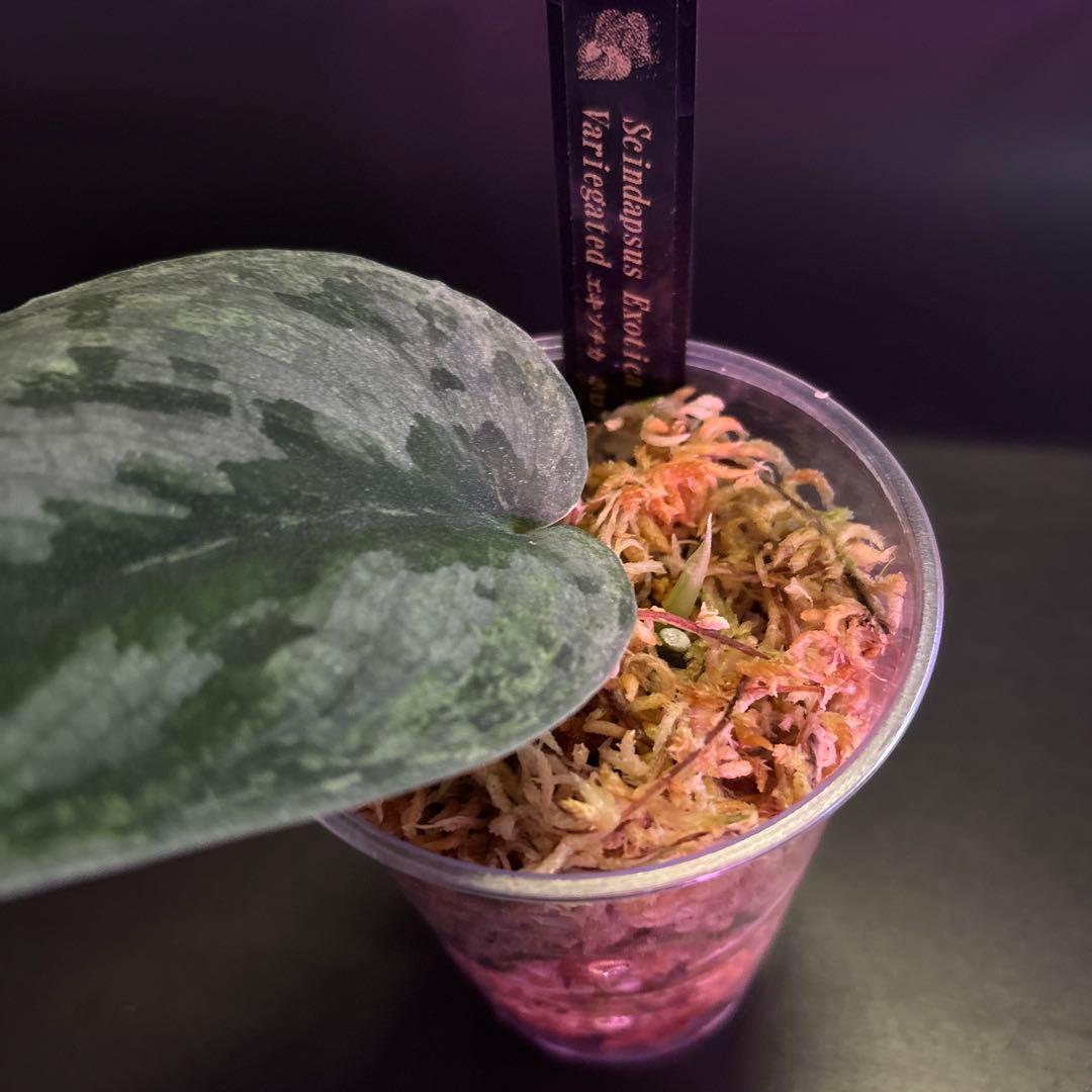 スキンダプサス セット A2