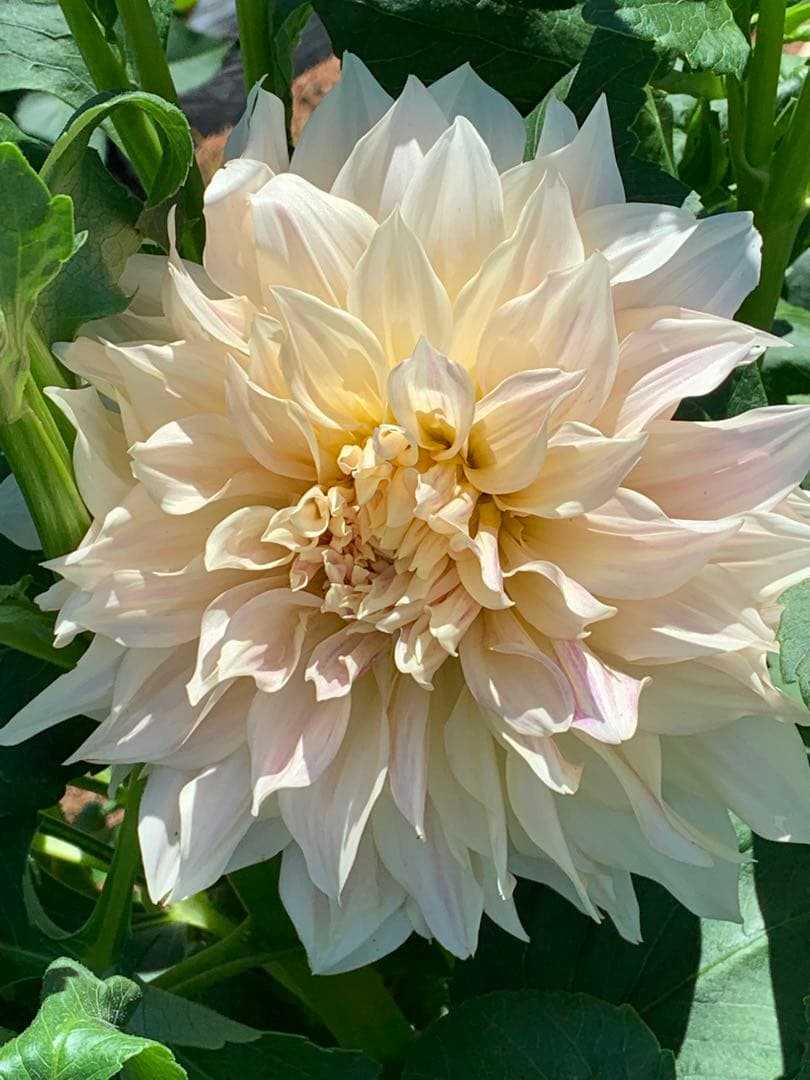 ダリア カフェオーレ球根 出品兼 業務連絡 - メルカリ