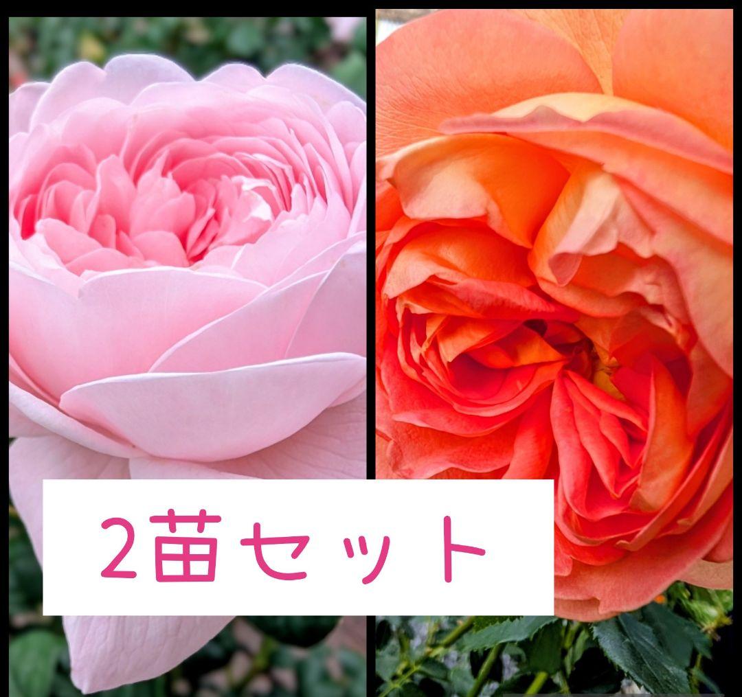A 2苗セット バラ苗 バラ挿し木苗 小苗 - メルカリ