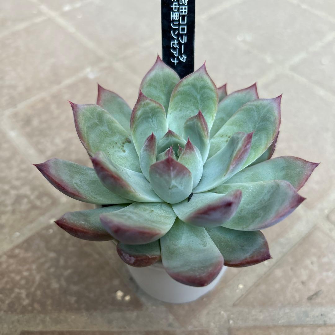 多肉植物⭐︎SSS⭐︎宮田コロラータX中里リンゼアナ⭐︎名札付き