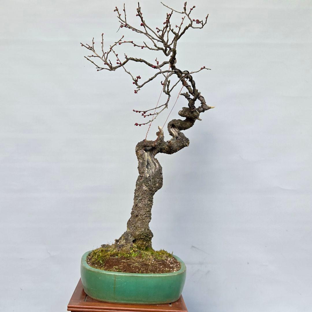 梅 (野梅系紅花八重咲き)[寒衣] 大品盆栽