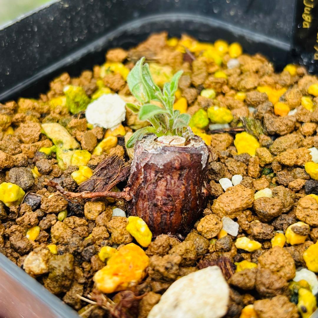 お盆休み特価！ 超希少 オペルクリカリア ムルチジュガ パワータンク