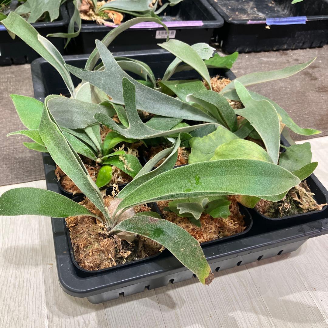 ウ*ロ様 福袋 ビカクシダ 9株