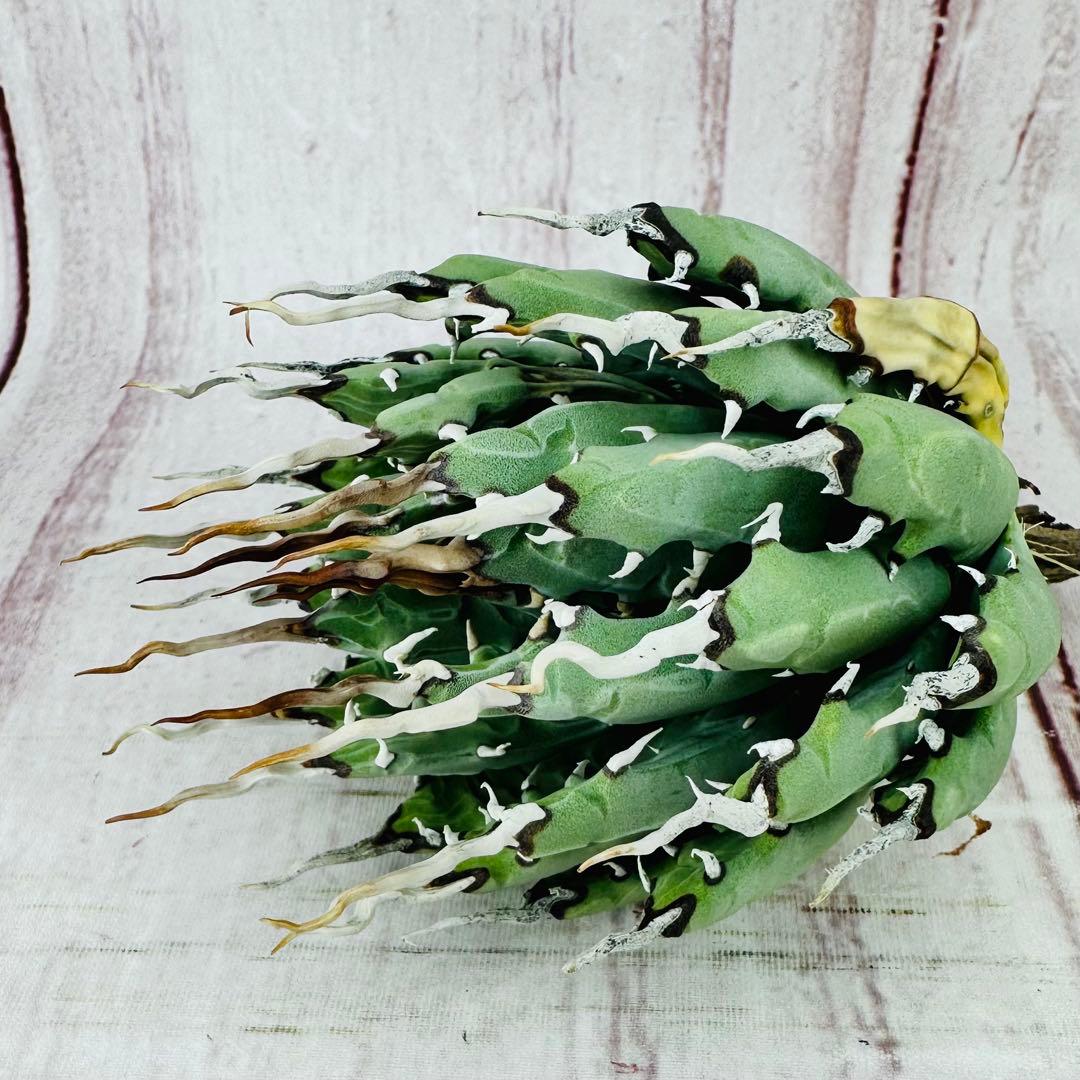 70 アガベ　ユタエンシス　エボリスピナ 陽炎 肉厚 太葉 アガベ ユタエンシス エボリスピナ 陽炎 未発根 | GREEN LUCK