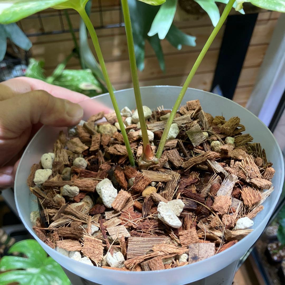 超特価スタート アンスリウム プテロダクティル斑入り レア株 - メルカリ