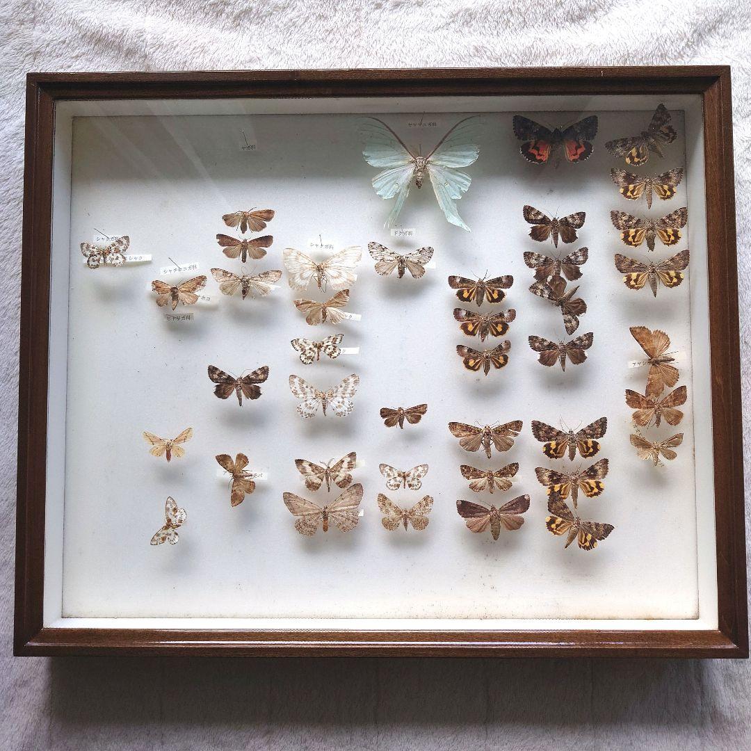 中古 標本箱 大型ドイツ箱 中野製作所 木製 ガラス ドイツ型箱 - メルカリ