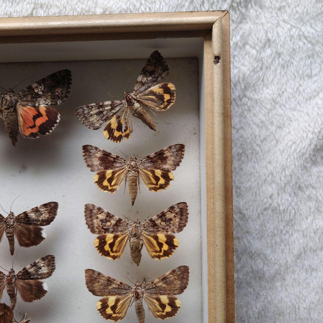 中古 標本箱 大型ドイツ箱 中野製作所 木製 ガラス ドイツ型箱 - メルカリ