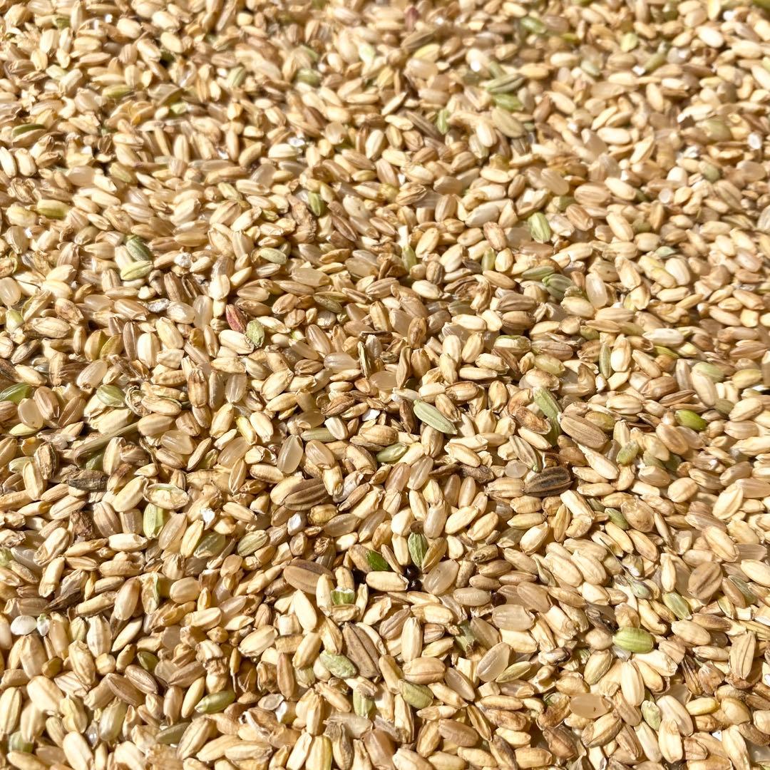 令和6年 くず米 飼料用 肥料用 20kg クズ米 玄米 鳥のエサ 滋賀県