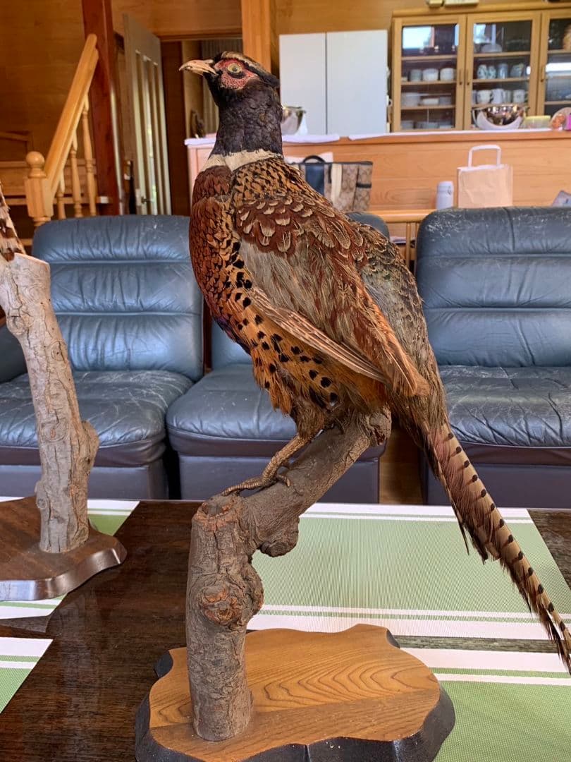 キジ 1対 剥製 雉 セット - メルカリ