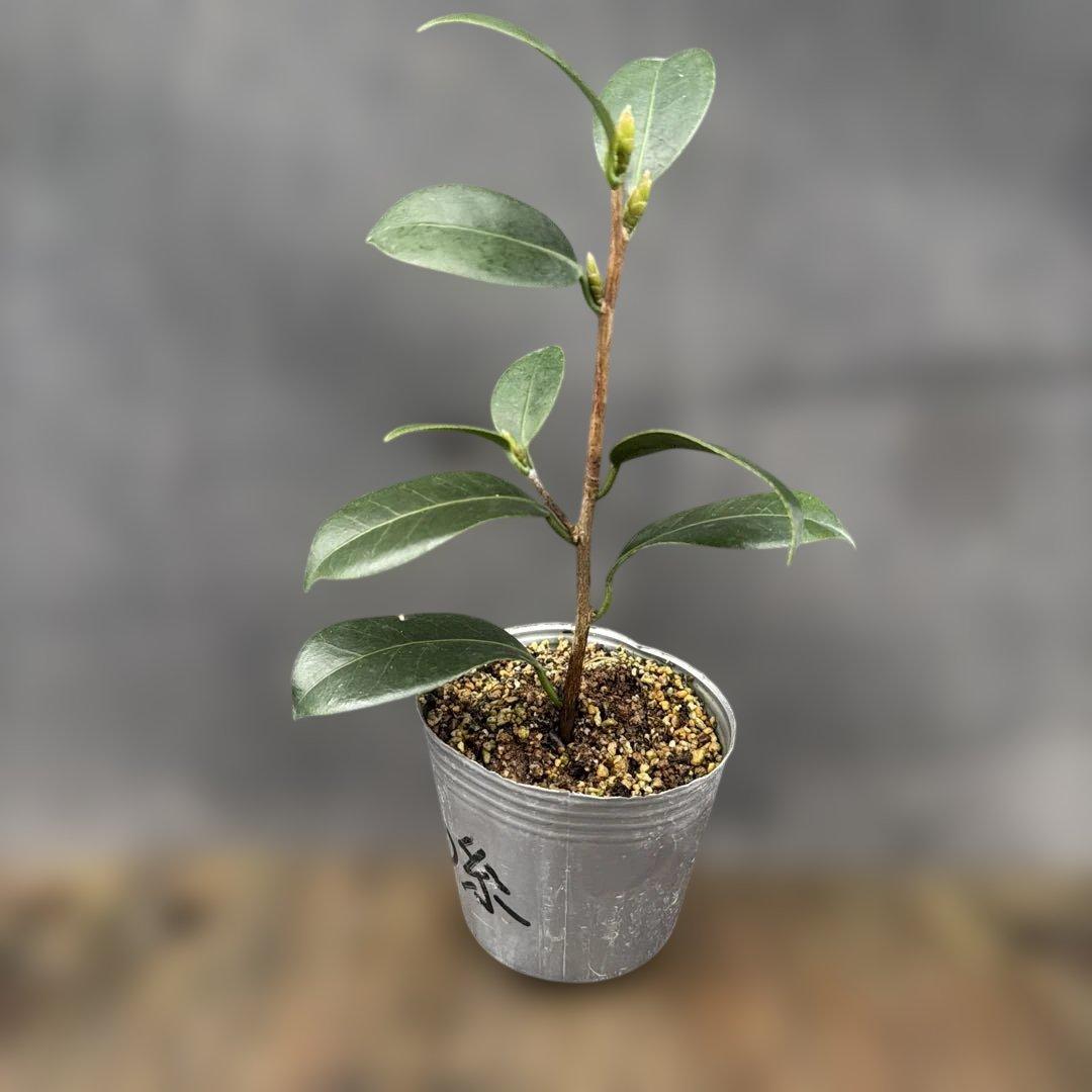 あ美　大社紫　此の糸　咲羽の誉3点セット