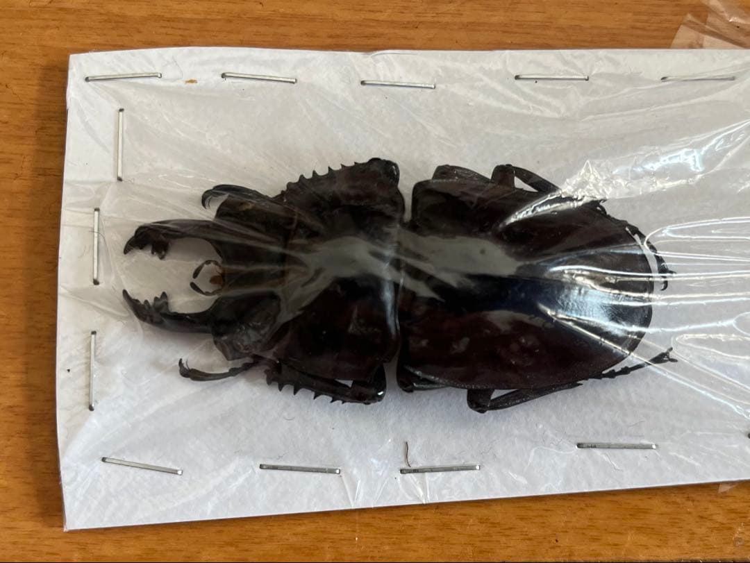 未規制個体】ヤエヤママルバネクワガタ 大歯型 標本の通販はau PAY