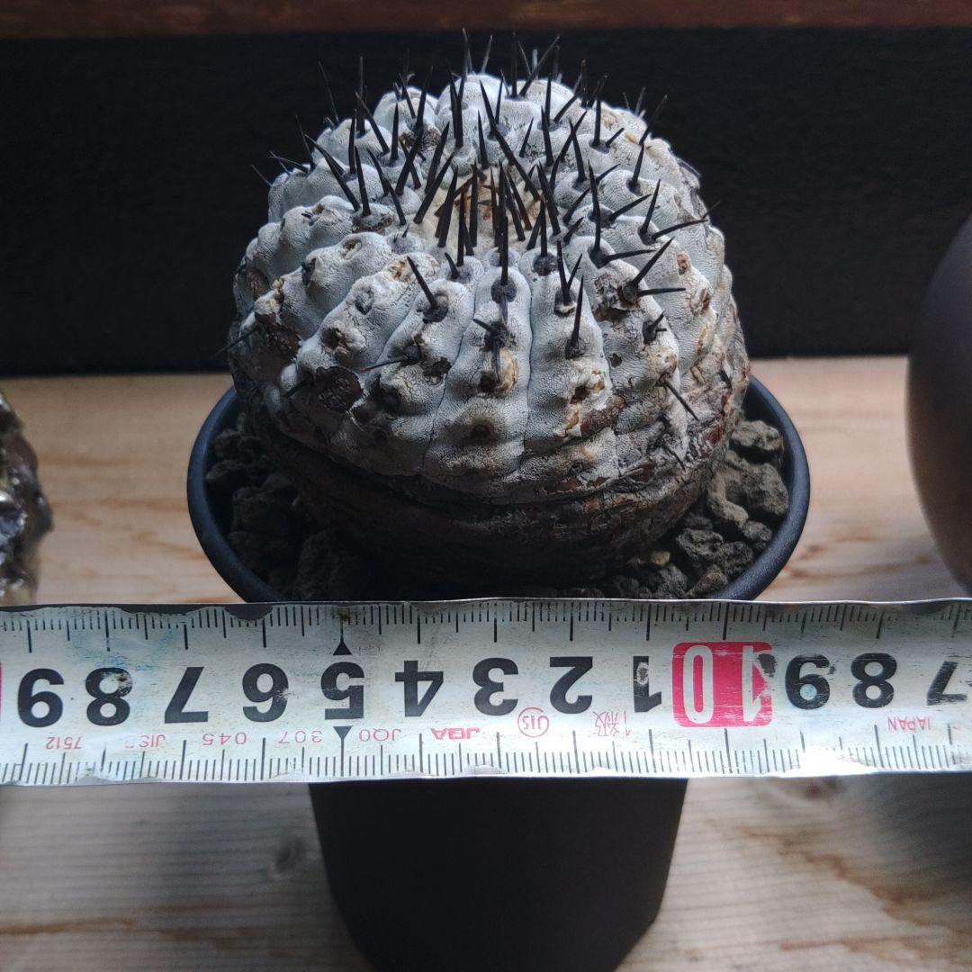 黒王丸コピアポア Copiapoa コルムナアルバ 現地球 白肌美株 弧竜丸