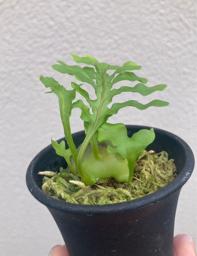 美麗発色】レカノプテリス イエローチップ - メルカリ