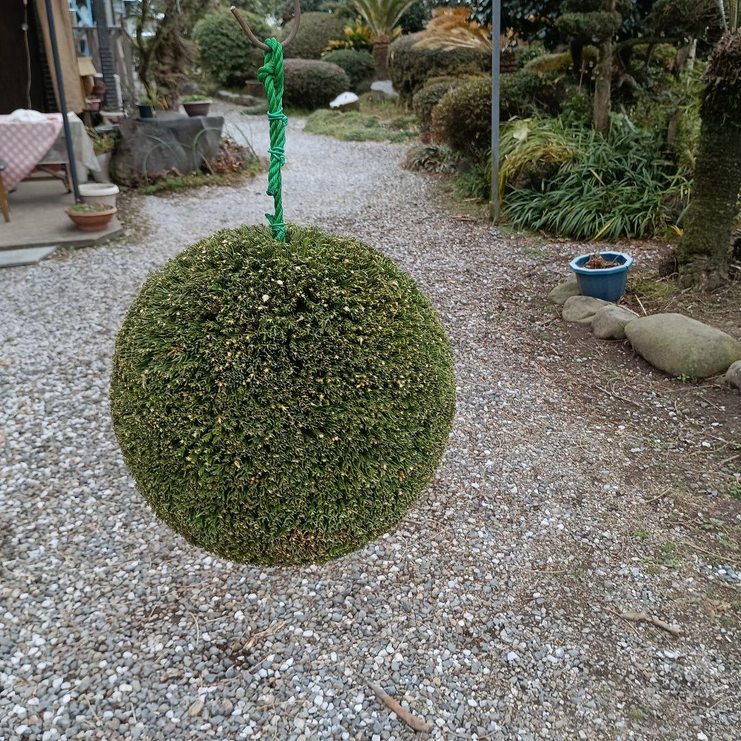 杉玉 直径約29cm 屋根なし - メルカリ