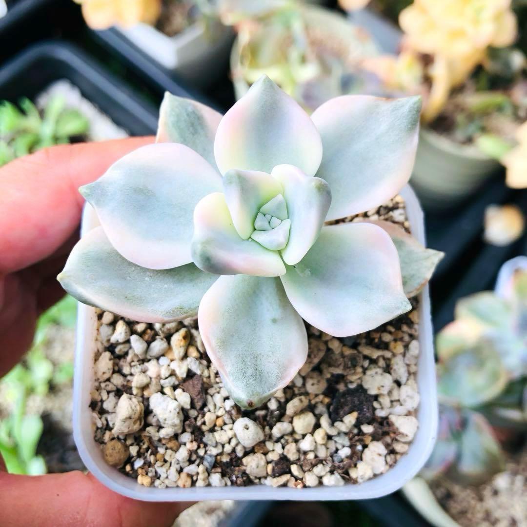 パープルディライト錦 エケベリア 多肉植物 - メルカリ