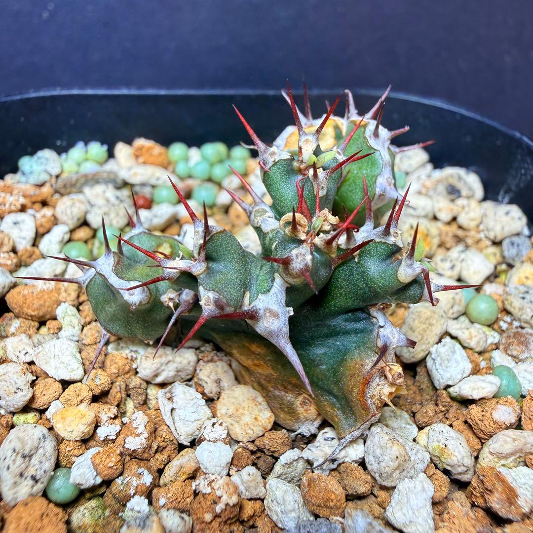 鉢付きメルカリ便 ユーフォルビア ムランジーナ 実生 - メルカリ