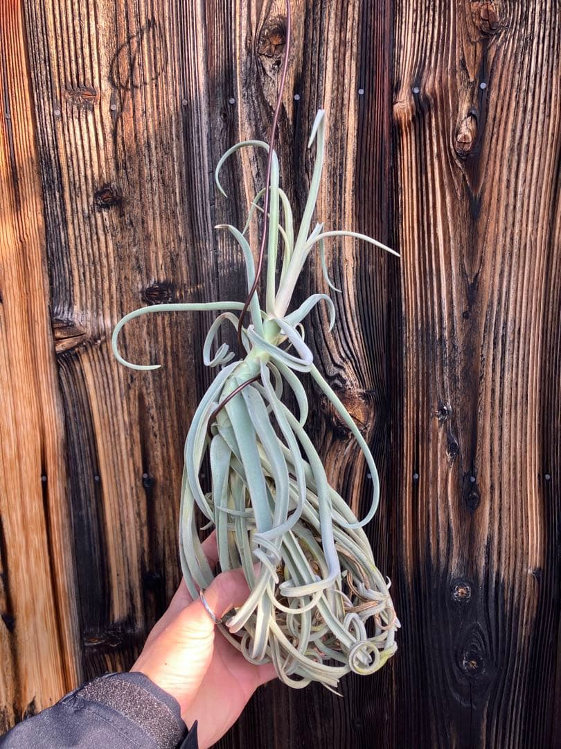 あんな⭐︎さん　専用　ドゥラティまとめ