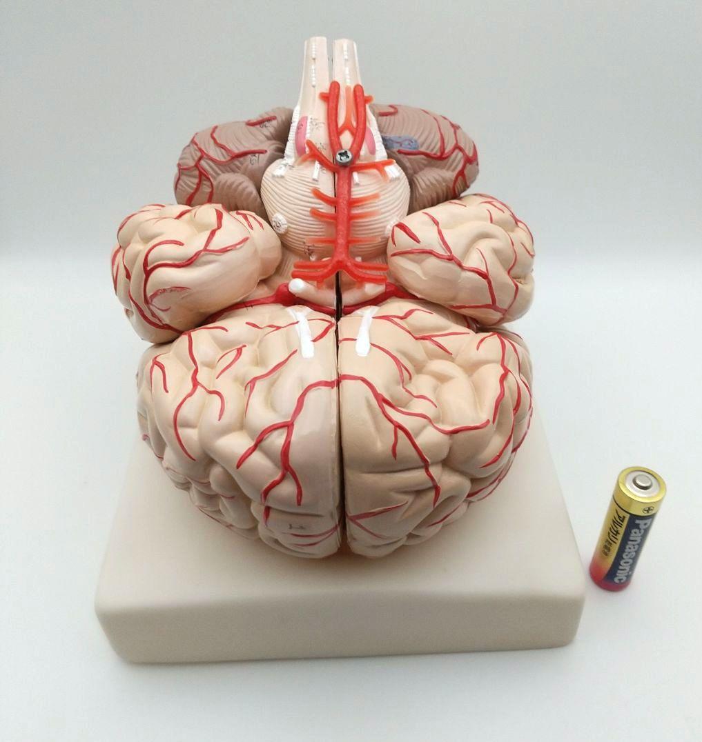 値下【美品】人脳8分割モデル 前頭葉 頭頂葉 側頭葉 後頭葉 脳幹 小脳