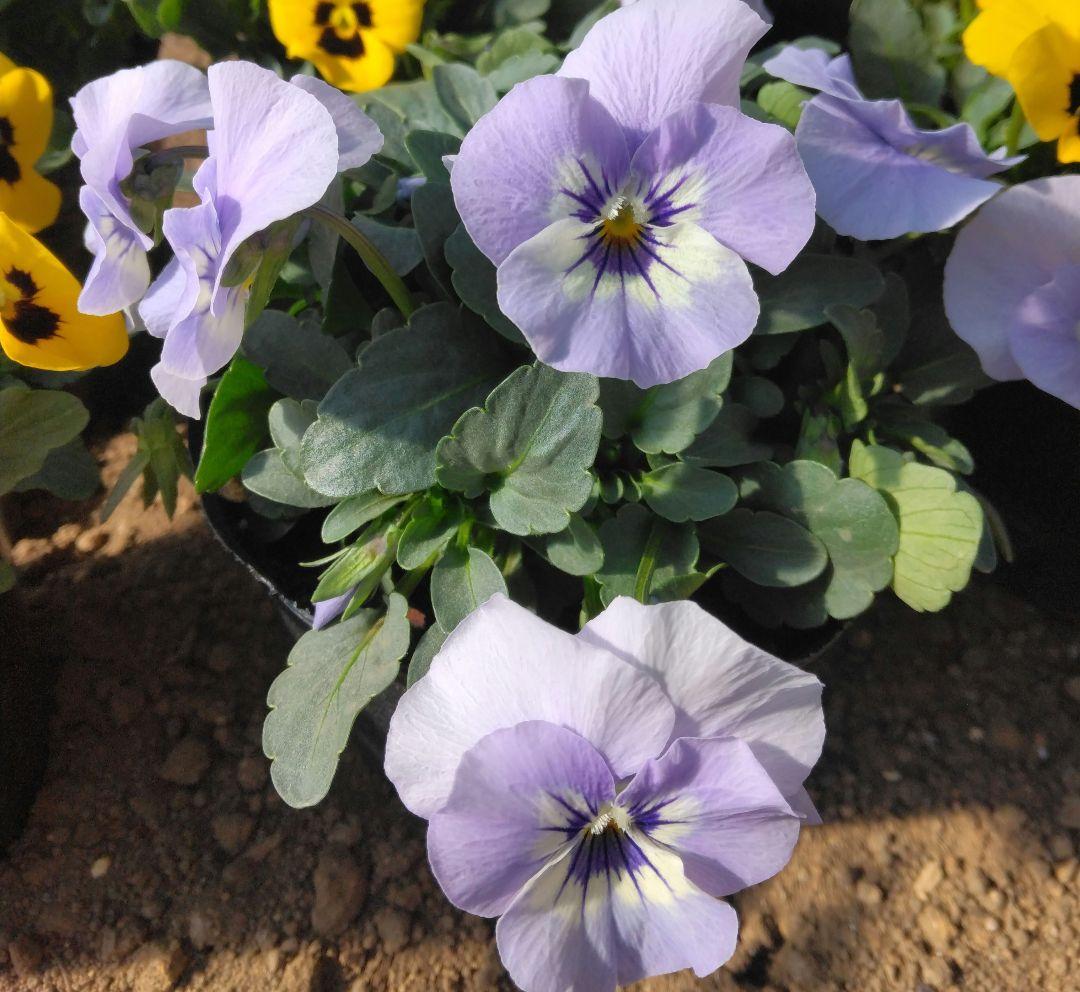 ビオラ苗6ポット - メルカリ